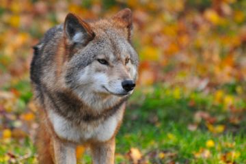 Presenza del lupo sul territorio di Castenaso: informazioni utili