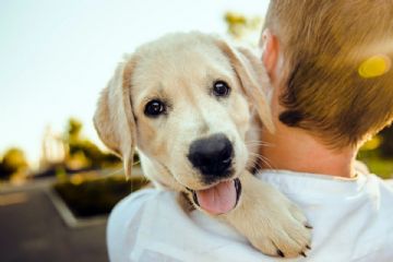 Area sgambamento cani di Fiesso - avviso indisponibilit&#224; acqua