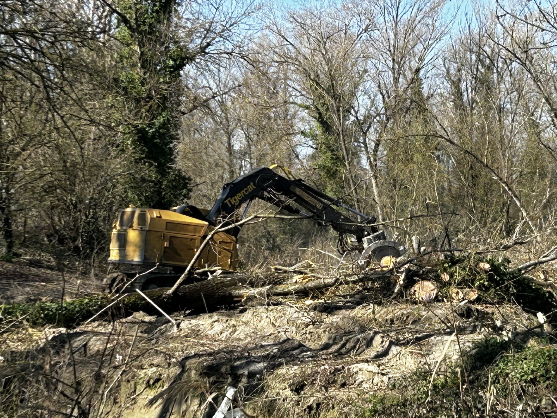 Rimozione alberi caduti in alveo