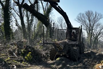 Rimozione alberi caduti in alveo