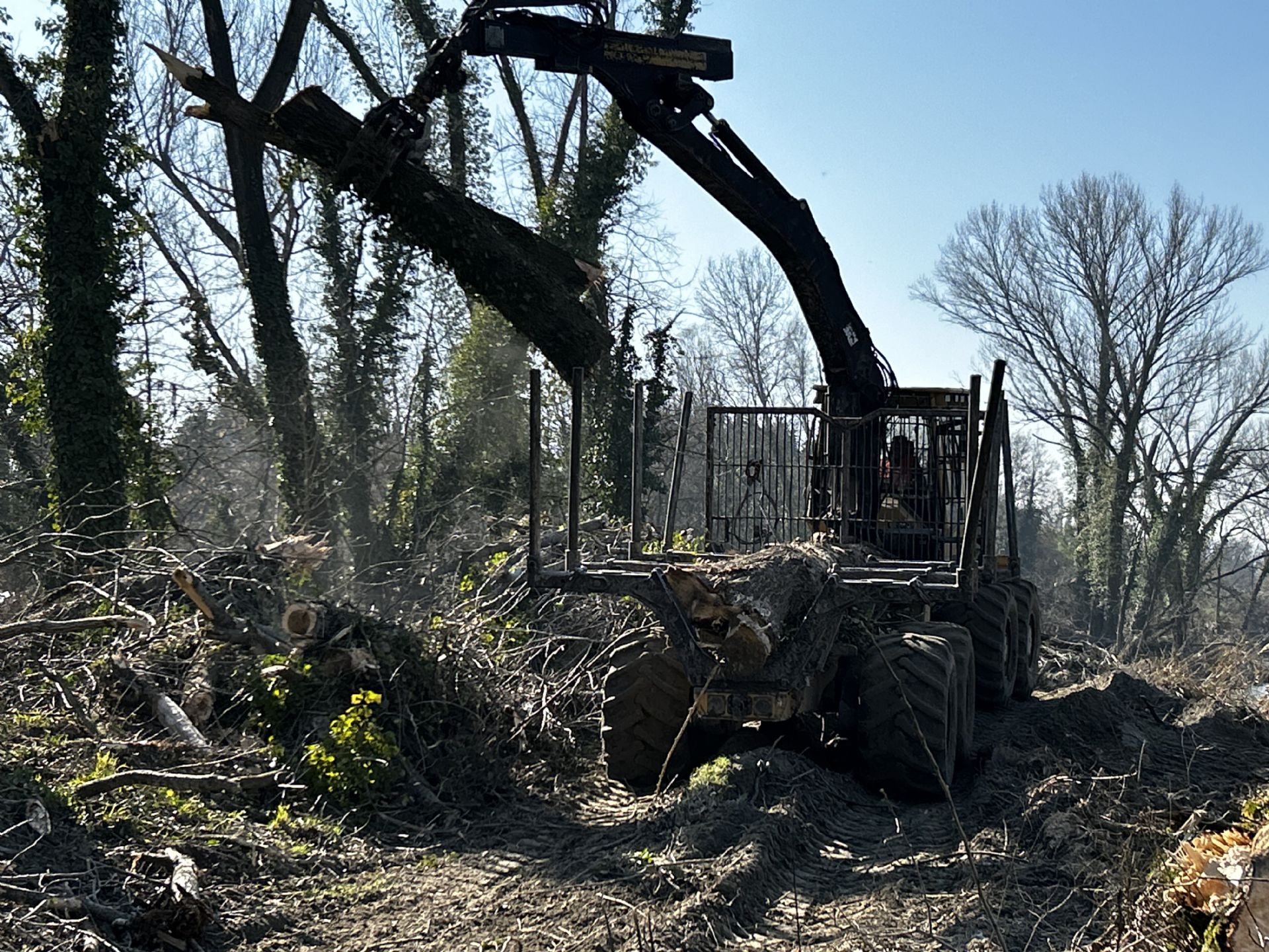 Rimozione alberi caduti in alveo