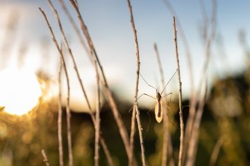 Fotografia di un insetto appoggiato sull'erba