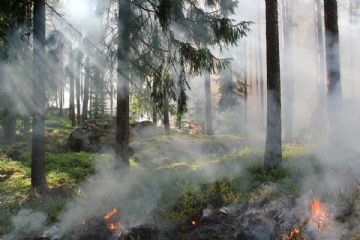 principio di incendio in un bosco