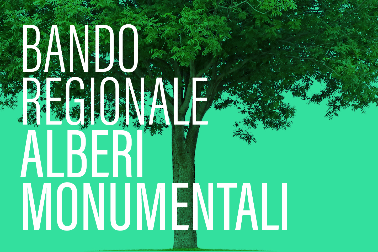 Un albero monumentale con la scritta "Bando regionale alberi monumentali"