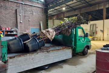 i nuovi alberi pronti per essere piantumati