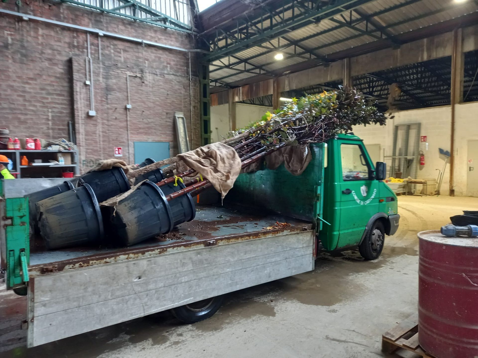 i nuovi alberi pronti per essere piantumati