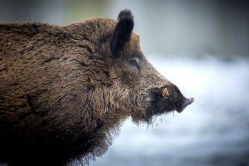 fotogramma di cinghiale adulto