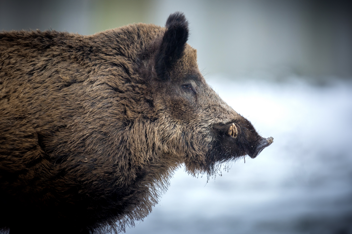 fotogramma di cinghiale adulto